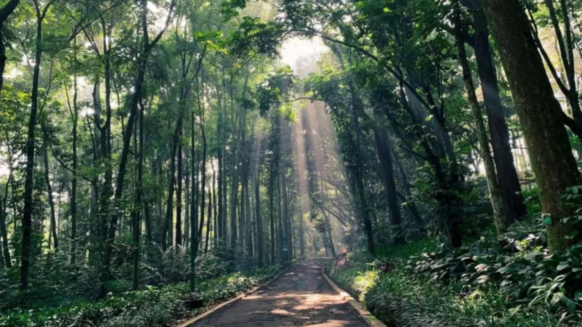 Taman Hutan Raya Ir. H. Djuanda