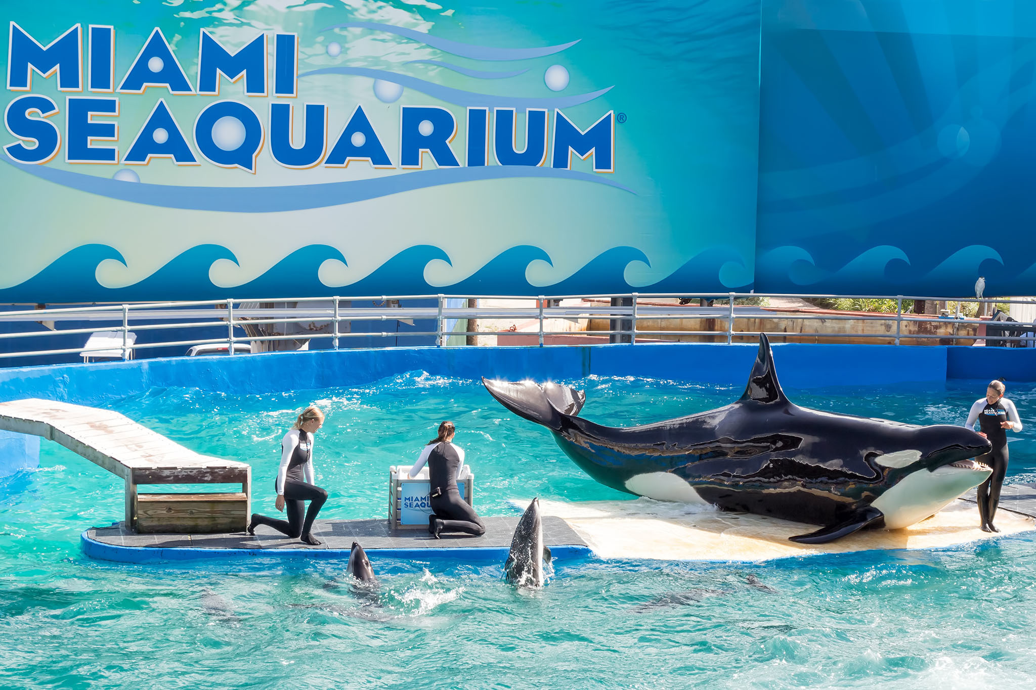 Miami Seaquarium: Petualangan Laut yang Menarik di Miami
