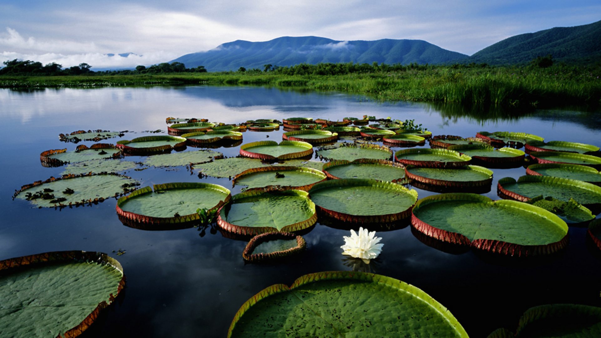 Pantanal