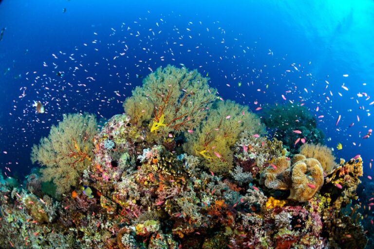 Tubbataha Reef